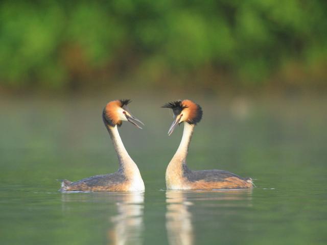Great Crested Grebe in the Audomarois Marsh (2)