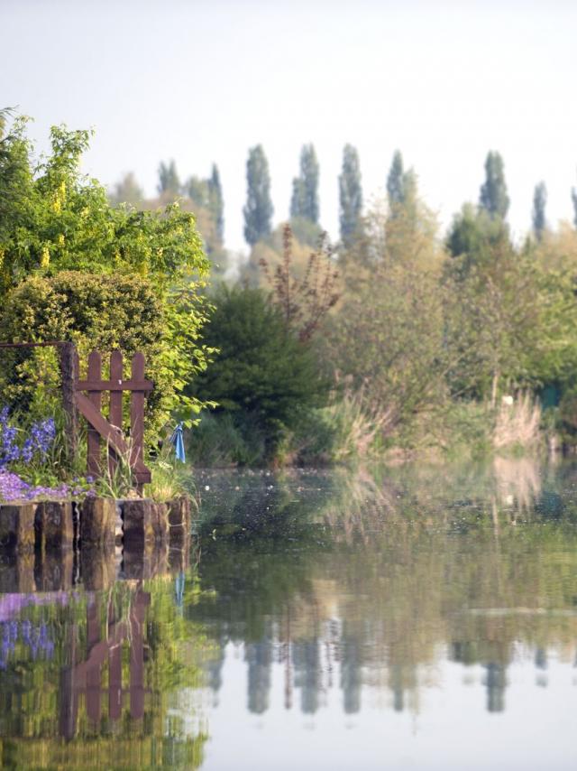 Marais audoamrois Natur Bäume 2010 Clairmarais