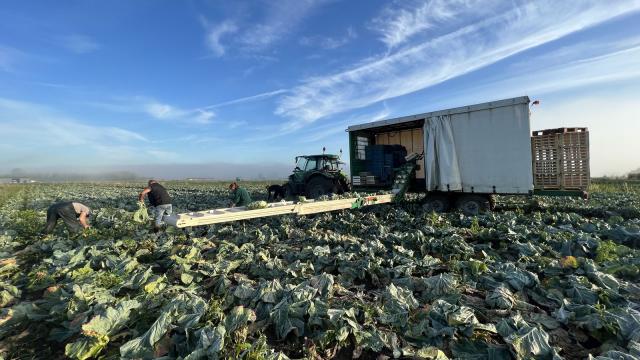 Portrait Xavier Morel Market gardener Audomarois marshes (5)