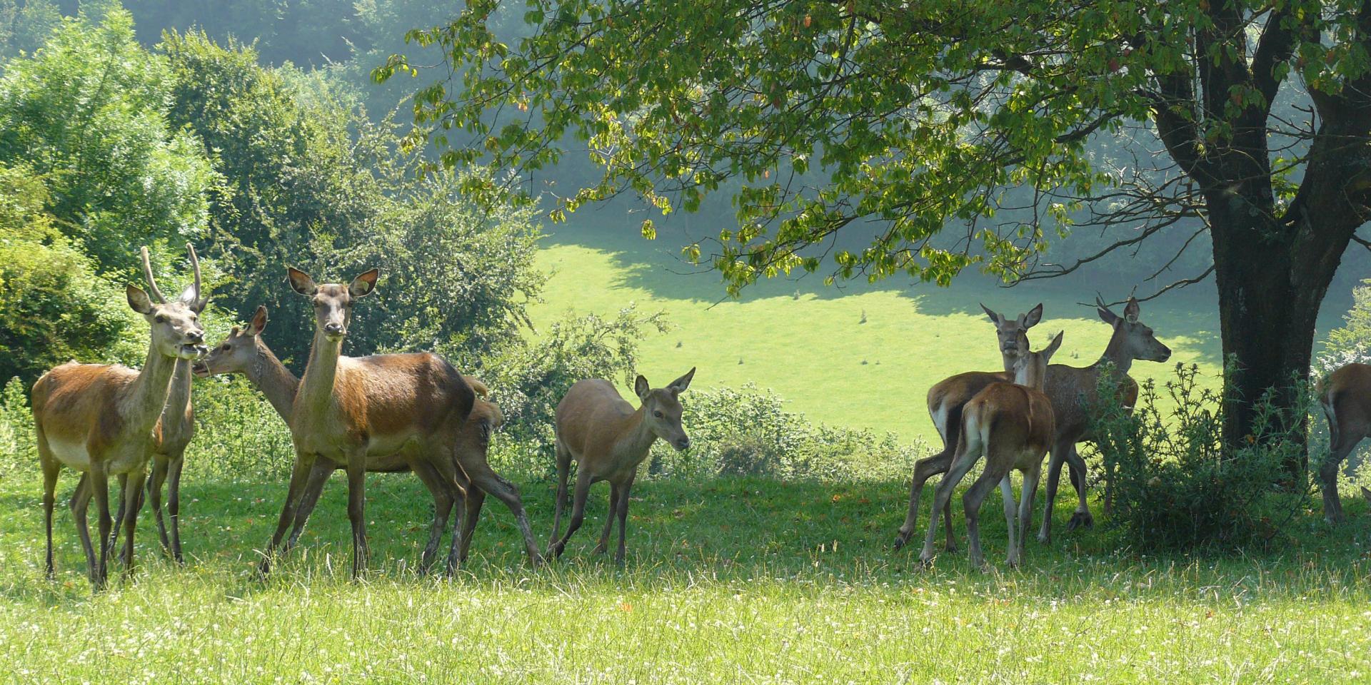 La Ferme du Mont vert Office de Tourisme du Pays de SaintOmer