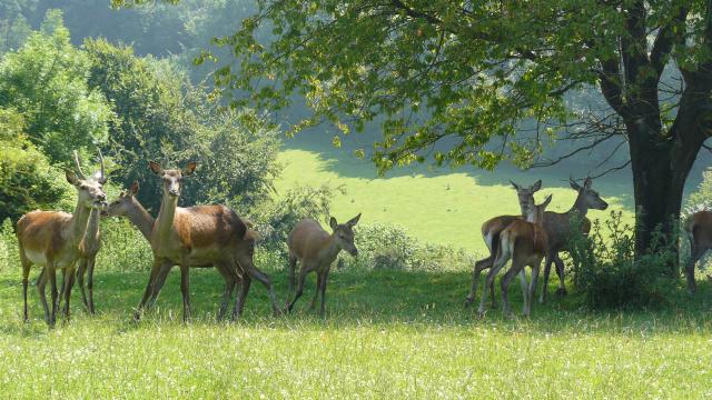 Bauernhof Mont Vert Alquines