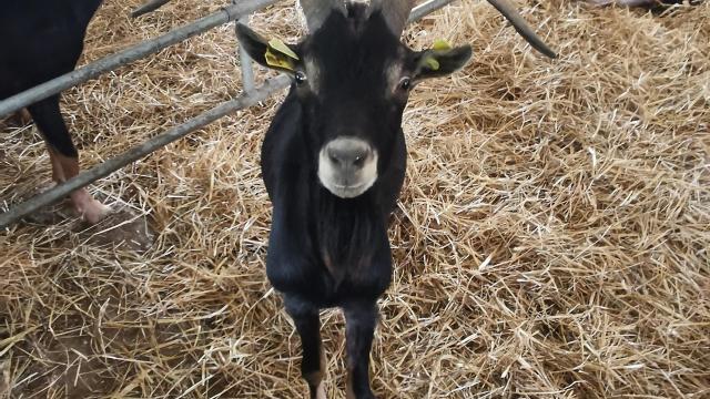Bauernhof La Chev'riotte Reclinghem
