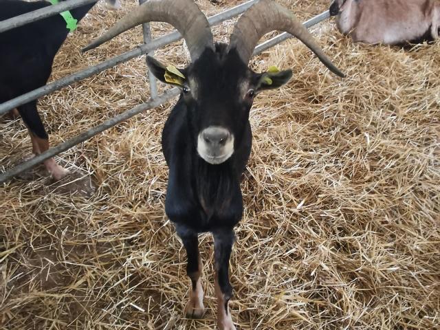 Bauernhof La Chev'riotte Reclinghem